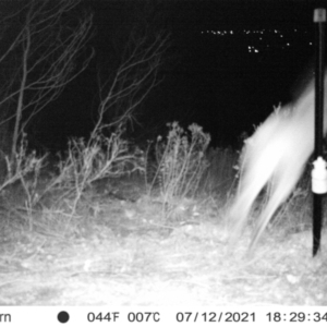 Macropus giganteus at Chapman, ACT - 13 Jul 2021