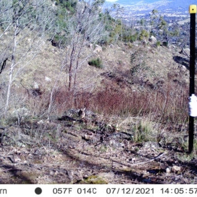 Oryctolagus cuniculus (European Rabbit) at Chapman, ACT - 12 Jul 2021 by alexnewman