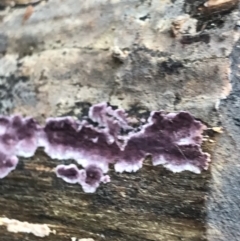 Phlebiopsis crassa (A corticioid or paint fungi) at Bruce Ridge - 27 Jul 2021 by MattFox