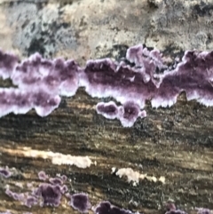 Phlebiopsis crassa at Bruce, ACT - 27 Jul 2021