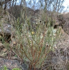Indigofera adesmiifolia (Tick Indigo) at Coree, ACT - 27 Jul 2021 by Eland