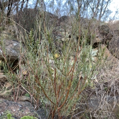 Indigofera adesmiifolia (Tick Indigo) at Coree, ACT - 27 Jul 2021 by Eland
