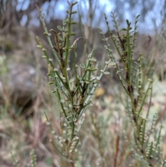 Indigofera adesmiifolia at Coree, ACT - 27 Jul 2021 07:50 AM