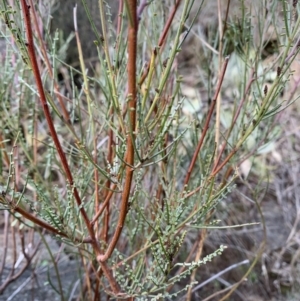 Indigofera adesmiifolia at Coree, ACT - 27 Jul 2021 07:50 AM