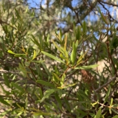 Muellerina bidwillii (Cypress-pine Mistletoe) at Ginninderry Conservation Corridor - 27 Jul 2021 by Eland