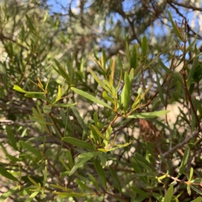 Muellerina bidwillii (Cypress-pine Mistletoe) at Ginninderry Conservation Corridor - 27 Jul 2021 by Eland