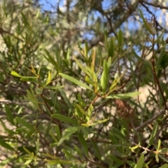 Muellerina bidwillii (Cypress-pine Mistletoe) at Holt, ACT - 27 Jul 2021 by Eland