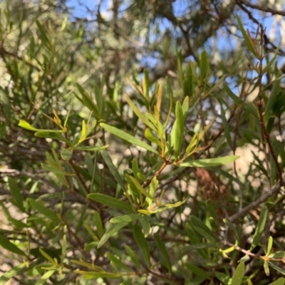 Muellerina bidwillii (Cypress-pine Mistletoe) at Holt, ACT - 27 Jul 2021 by Eland