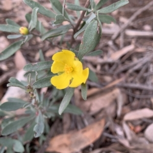 Hibbertia obtusifolia at Holt, ACT - 6 Jul 2021