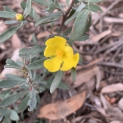 Hibbertia obtusifolia at Holt, ACT - 6 Jul 2021