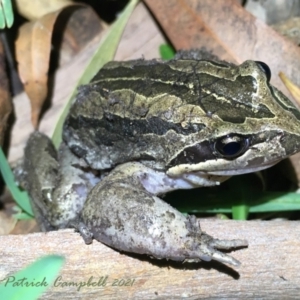 Limnodynastes peronii at Faulconbridge, NSW - 27 Jul 2021