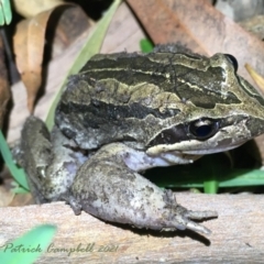 Limnodynastes peronii (Brown-striped Frog) at suppressed - 27 Jul 2021 by PatrickCampbell