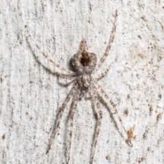 Tamopsis sp. (genus) (Two-tailed spider) at Black Mountain - 26 Jul 2021 by Roger