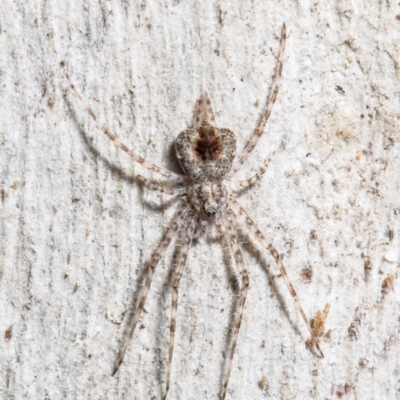 Tamopsis sp. (genus) (Two-tailed spider) at Black Mountain - 26 Jul 2021 by Roger