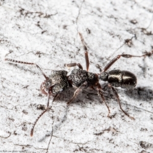 Rhytidoponera tasmaniensis at Bruce, ACT - 27 Jul 2021 10:22 AM