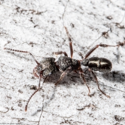 Rhytidoponera tasmaniensis at Bruce, ACT - 27 Jul 2021 by Roger