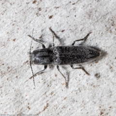 Crepidomenus fulgidus (Click beetle) at Black Mountain - 26 Jul 2021 by Roger