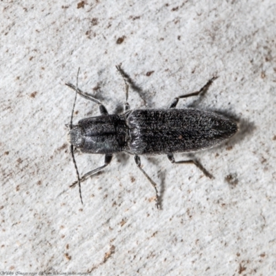 Crepidomenus fulgidus (Click beetle) at Bruce, ACT - 27 Jul 2021 by Roger