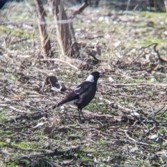 Gymnorhina tibicen (Australian Magpie) at Tynans Travelling Stock Reserve - 27 Jul 2021 by Darcy