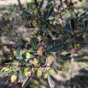 Dodonaea viscosa subsp. cuneata at Table Top, NSW - 27 Jul 2021 01:44 PM