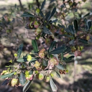 Dodonaea viscosa subsp. cuneata at Table Top, NSW - 27 Jul 2021