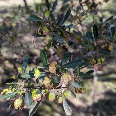 Dodonaea viscosa subsp. cuneata (Wedge-leaved Hop Bush) at Albury - 27 Jul 2021 by Darcy
