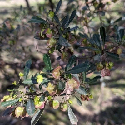 Dodonaea viscosa subsp. cuneata (Wedge-leaved Hop Bush) at Table Top, NSW - 27 Jul 2021 by Darcy