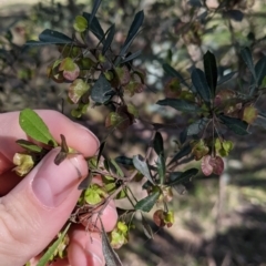 Dodonaea viscosa subsp. cuneata at Table Top, NSW - 27 Jul 2021 01:44 PM