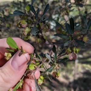 Dodonaea viscosa subsp. cuneata at Table Top, NSW - 27 Jul 2021 01:44 PM