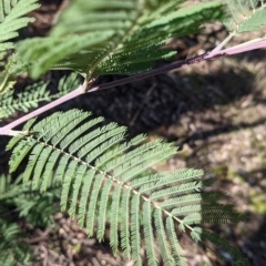 Acacia dealbata subsp. dealbata at Table Top, NSW - 27 Jul 2021