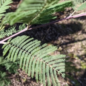 Acacia dealbata subsp. dealbata at Table Top, NSW - 27 Jul 2021