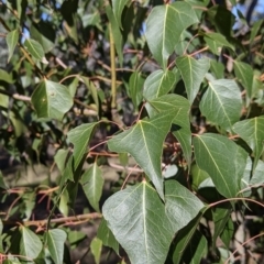 Brachychiton populneus (Kurrajong) at Tynans Travelling Stock Reserve - 27 Jul 2021 by Darcy