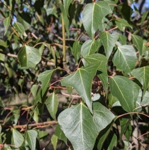 Brachychiton populneus at Table Top, NSW - 27 Jul 2021