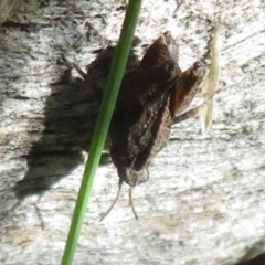 Tetrigidae (family) (Pygmy grasshopper) at Jacka, ACT - 7 Jul 2021 by Christine