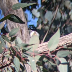 Myiagra inquieta (Restless Flycatcher) at Tynans Travelling Stock Reserve - 27 Jul 2021 by Darcy