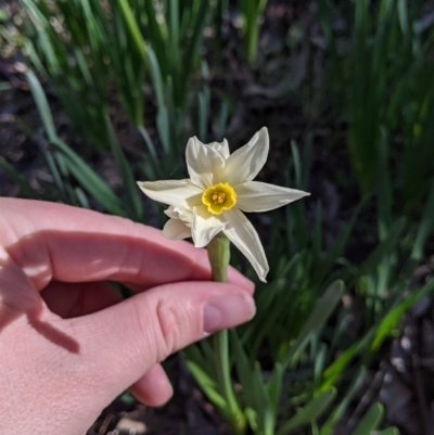 Narcissus jonquilla (Jonquil) at Albury - 27 Jul 2021 by Darcy