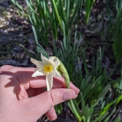 Narcissus jonquilla at Table Top, NSW - 27 Jul 2021 02:02 PM