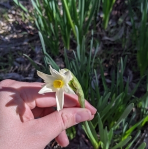 Narcissus jonquilla at Table Top, NSW - 27 Jul 2021 02:02 PM