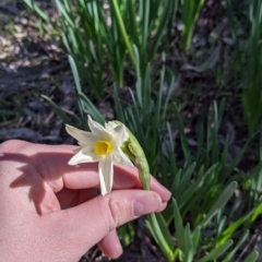 Narcissus jonquilla at Table Top, NSW - 27 Jul 2021