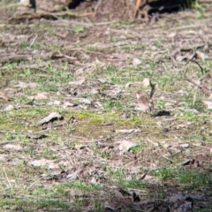 Malurus cyaneus (Superb Fairywren) at Tynans TSR - 27 Jul 2021 by Darcy