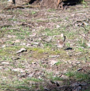 Malurus cyaneus at Table Top, NSW - 27 Jul 2021