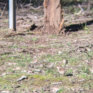 Malurus cyaneus at Table Top, NSW - 27 Jul 2021