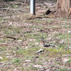 Malurus cyaneus at Table Top, NSW - 27 Jul 2021