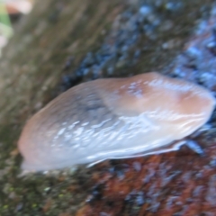 Deroceras laeve (Marsh Slug) at Jacka, ACT - 7 Jul 2021 by Christine