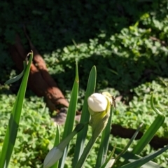 Narcissus jonquilla (Jonquil) at Table Top, NSW - 27 Jul 2021 by Darcy