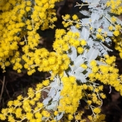 Acacia baileyana (Cootamundra Wattle, Golden Mimosa) at Tynans Travelling Stock Reserve - 27 Jul 2021 by Darcy