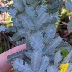 Acacia baileyana at Table Top, NSW - 27 Jul 2021 02:10 PM