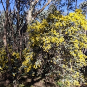 Acacia baileyana at Table Top, NSW - 27 Jul 2021 02:10 PM