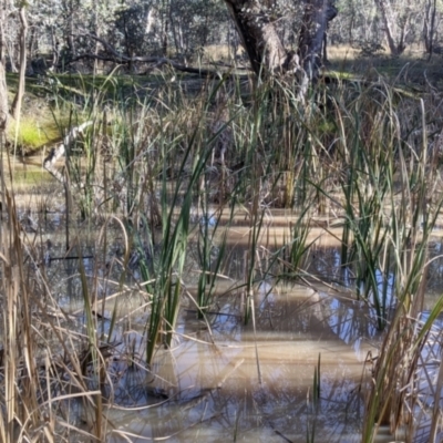 Typha sp. (Cumbungi) at Table Top, NSW - 27 Jul 2021 by Darcy