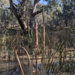 Typha sp. at Table Top, NSW - 27 Jul 2021